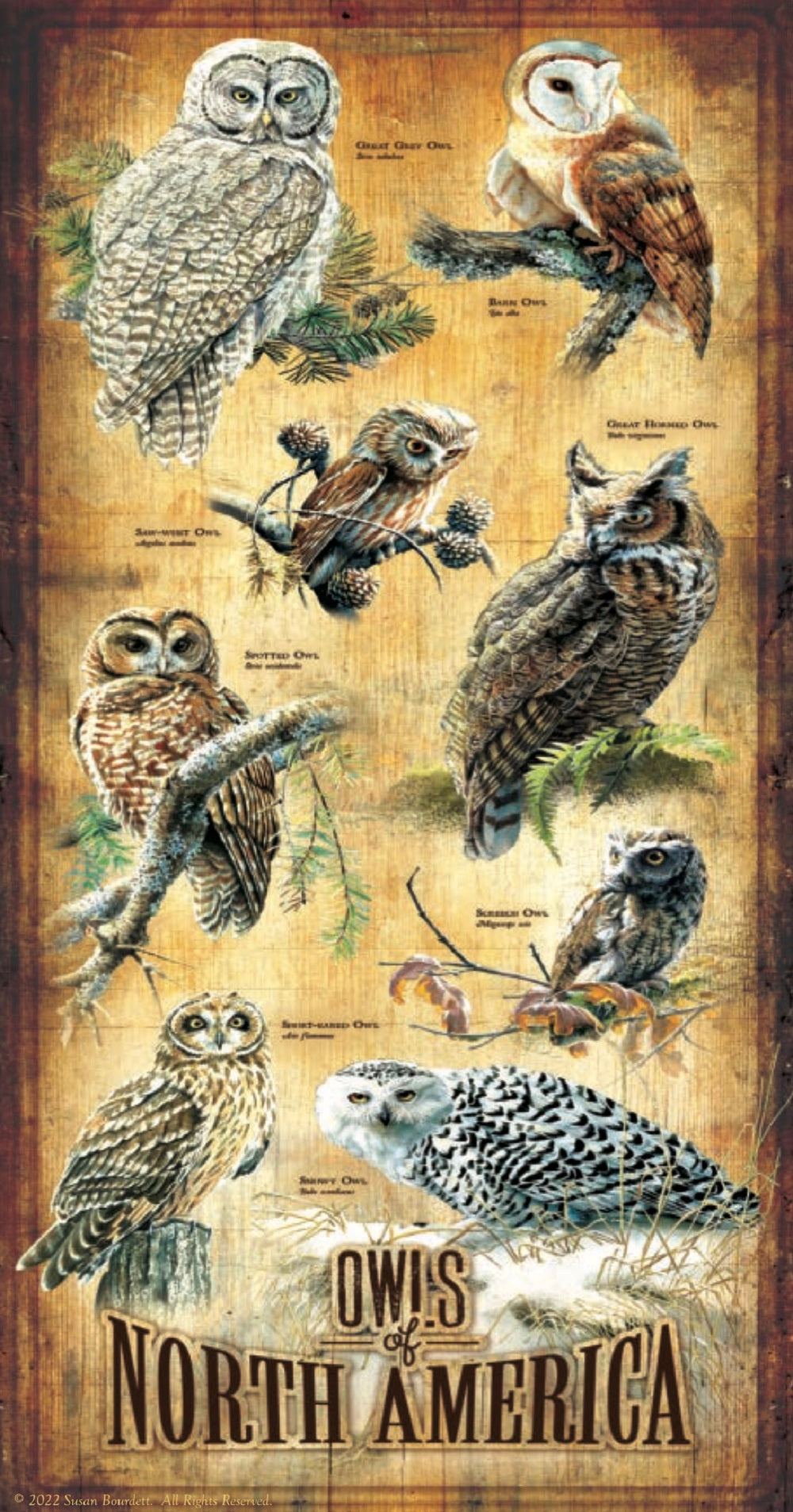 Owls of North America 500 pc Jigsaw Puzzle 66415