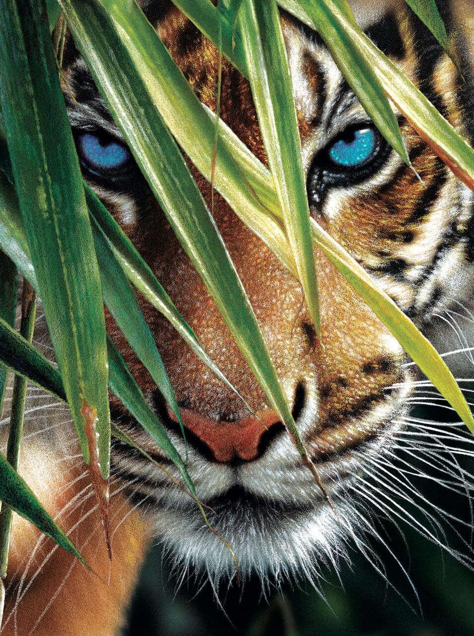 Blue Eyes 1000 pc  Jigsaw Puzzle 21843