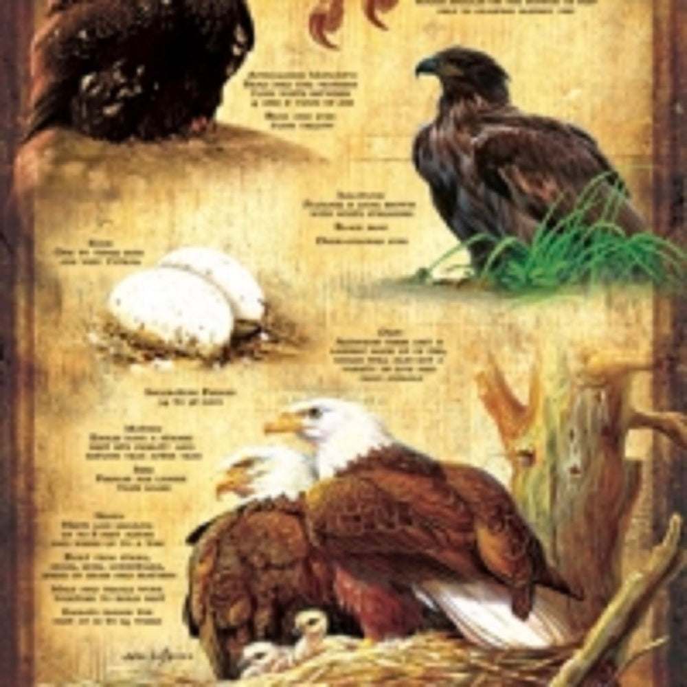 Life Cycle of the Bald Eagle 500 pc  Jigsaw Puzzle 66406