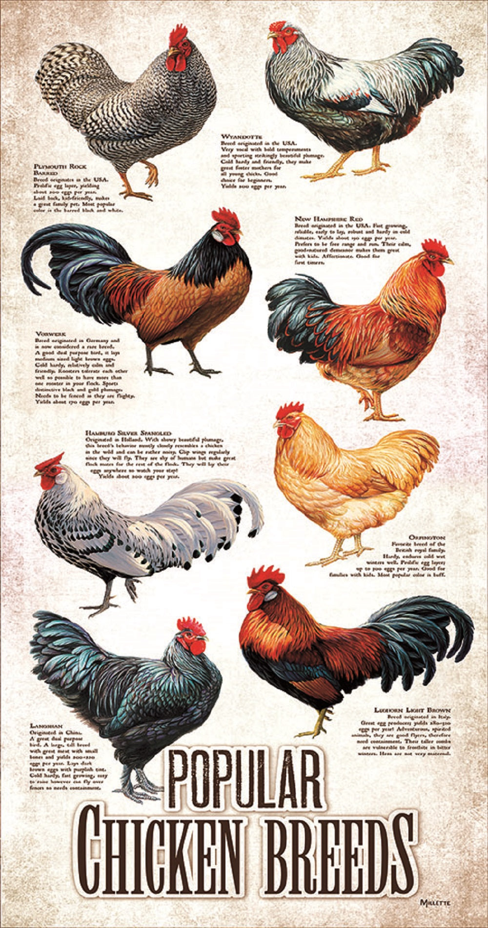 Popular Chicken Breeds 500 pc  Jigsaw Puzzle 66409